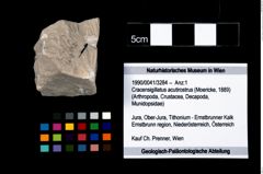 Foto (Objekt + Etikett) von Cracensigillatus acutirostrus (Moericke, 1889)  (NHMW-GEO-1990-0041-3284)